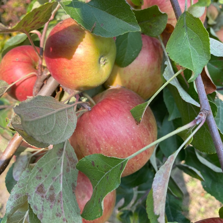 fresh from the tree